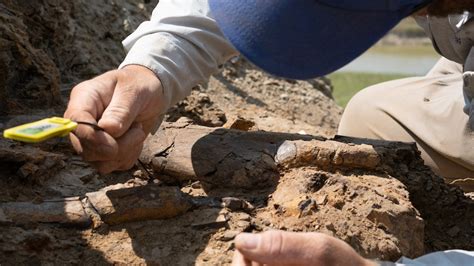 rfid tagged in the field dinosaur|RFID Digitizes Dinosaur Bone Collection.